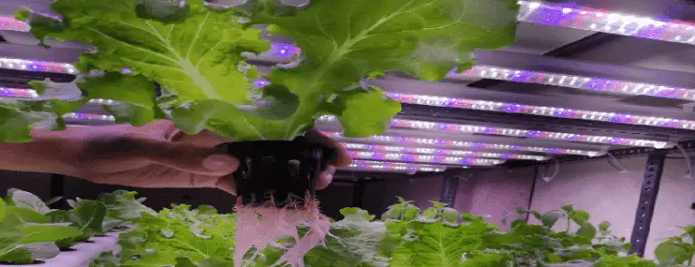 Hydroponics LED Grow Lights 4