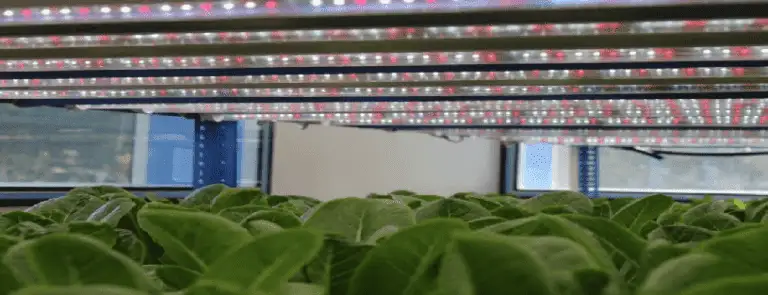 Hydroponics LED Grow Lights 3