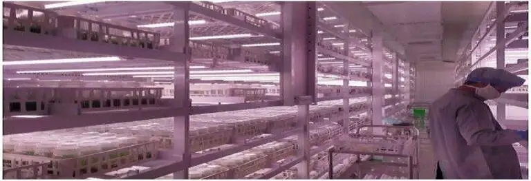 indias Model-TSGL8 4