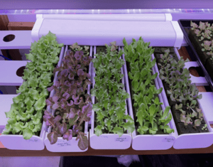 Horticultural Science 35 india Grow Lights For Leafy Vegetables