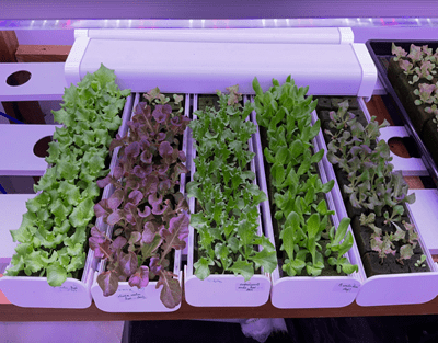india Grow Lights For Leafy Vegetables