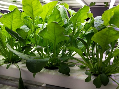 horticulture projects 8