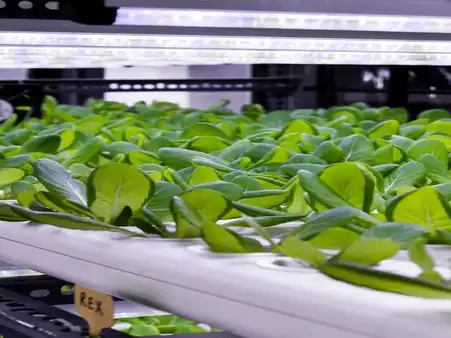 horticulture projects 10