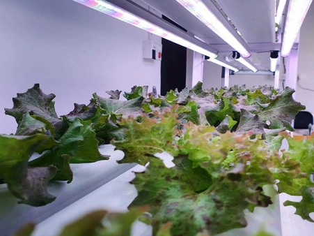 horticulture projects 5