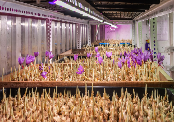 horticulture projects 3