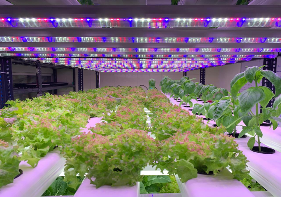 horticulture projects 4