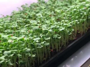Horticultural Science 37 Best Grow Lights for Microgreen