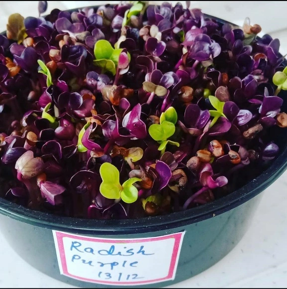 india LED Grow Lights