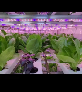Horticultural Science 84 hydroponic farms