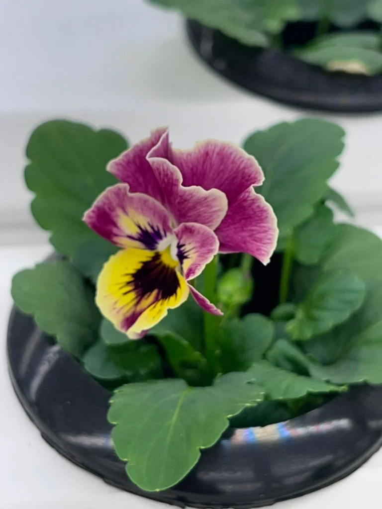 Edible Flower Farm,Dubai