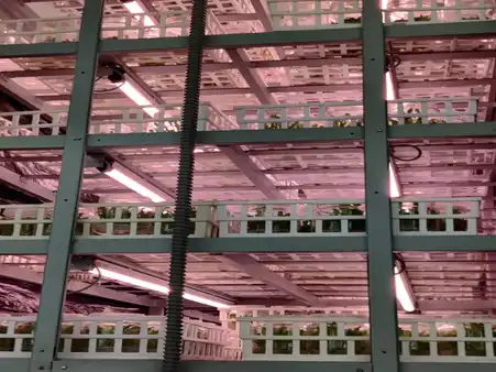 horticulture projects 12