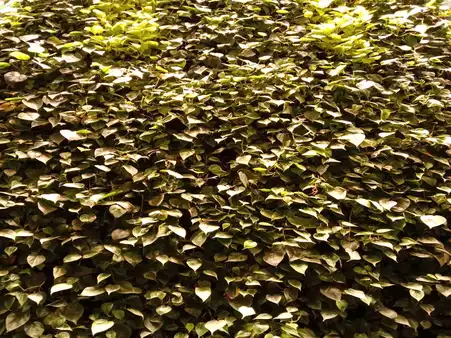 horticulture projects 18