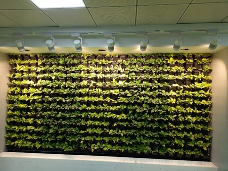 horticulture projects 19