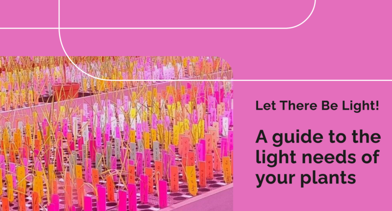 How much light my plants need?