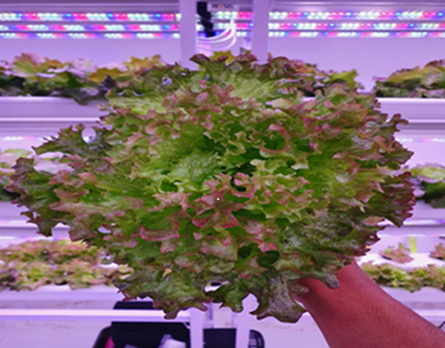 LED Grow Lights 2