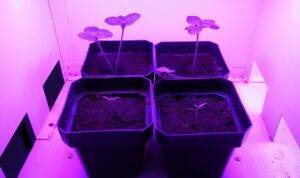 Horticultural Science 88 Horticultural Science