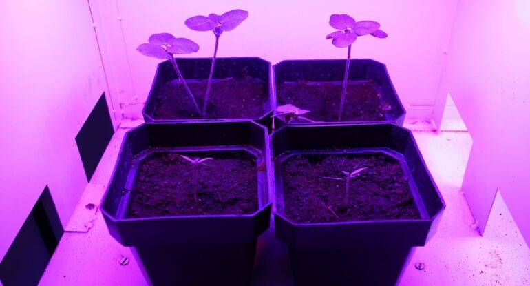 Optimizing Light for Fruiting Plants
