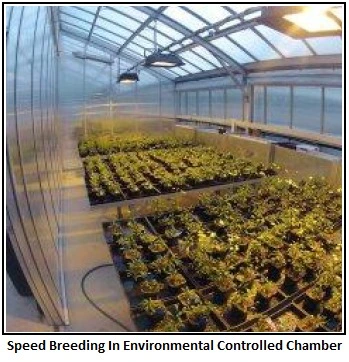speed breeding