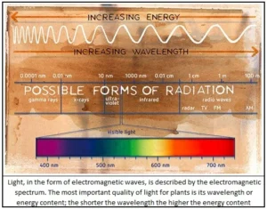 Horticultural Science 86 SUSTAINABLE GROW LIGHT SOLUTION