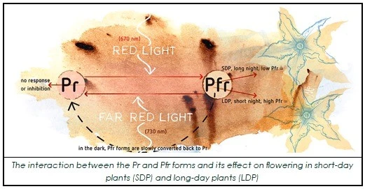 SUSTAINABLE GROW LIGHT SOLUTION2
