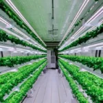 Hydroponics with LED lights in UAE 2