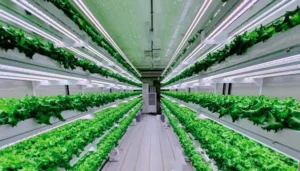 Horticultural Science 75 Hydroponics with LED lights in UAE 2