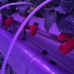 Full Spectrum Grow Light for Indoor Strawberries