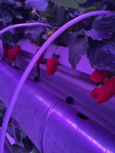 Horticultural Science 103 Full Spectrum Grow Light for Indoor Strawberries