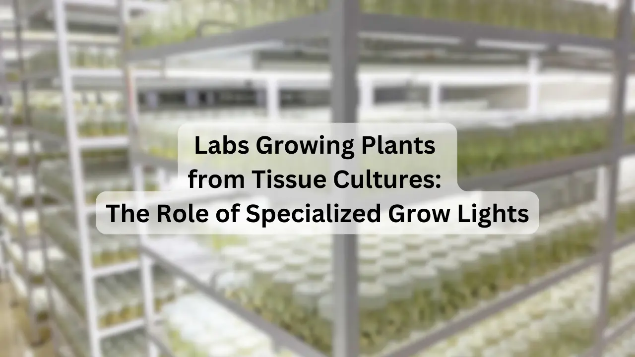Labs-Growing-Plants-from-Tissue-Cultures-The-Role-of-Specialized-Grow-Lights