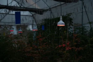 Horticultural Science 99 Understanding-Photoperiodic-Lighting