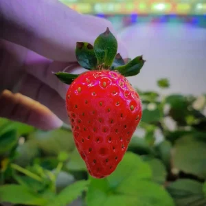 18-watt-4ft-strawbeey
