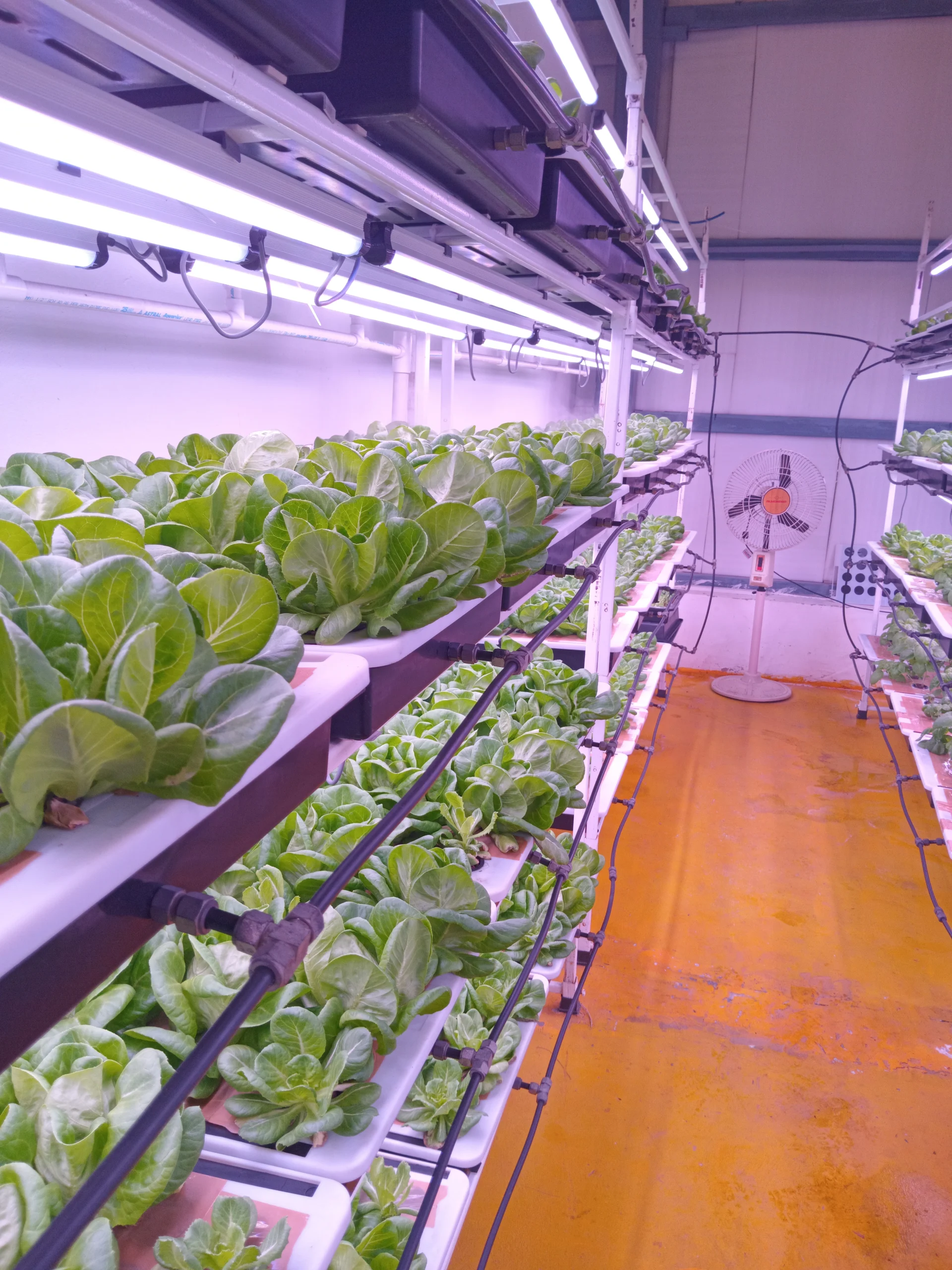 -36-watt-4FT-leafy-veg-_1_