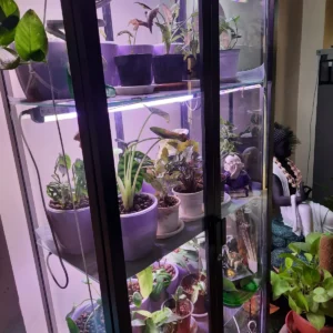 36 watt 4 ft ornamnetal plants