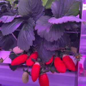36-watt-4-ft-strawberry