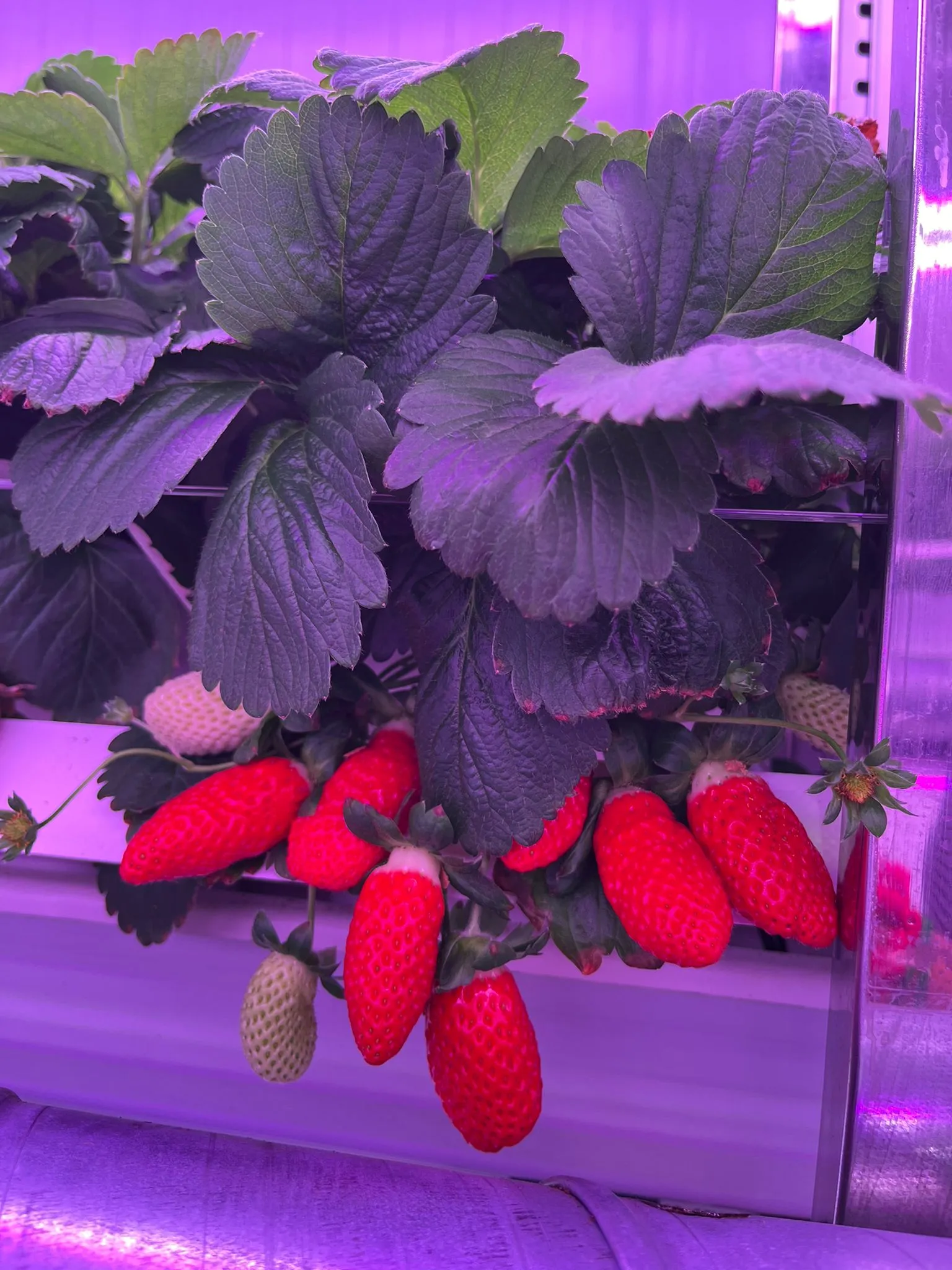 36-watt-4-ft-strawberry