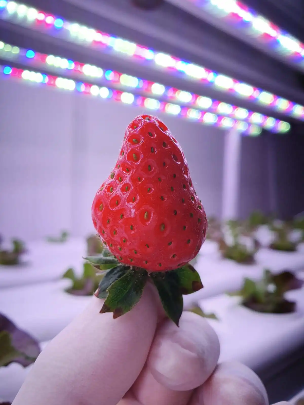 36-watt-4-ft-strawberry