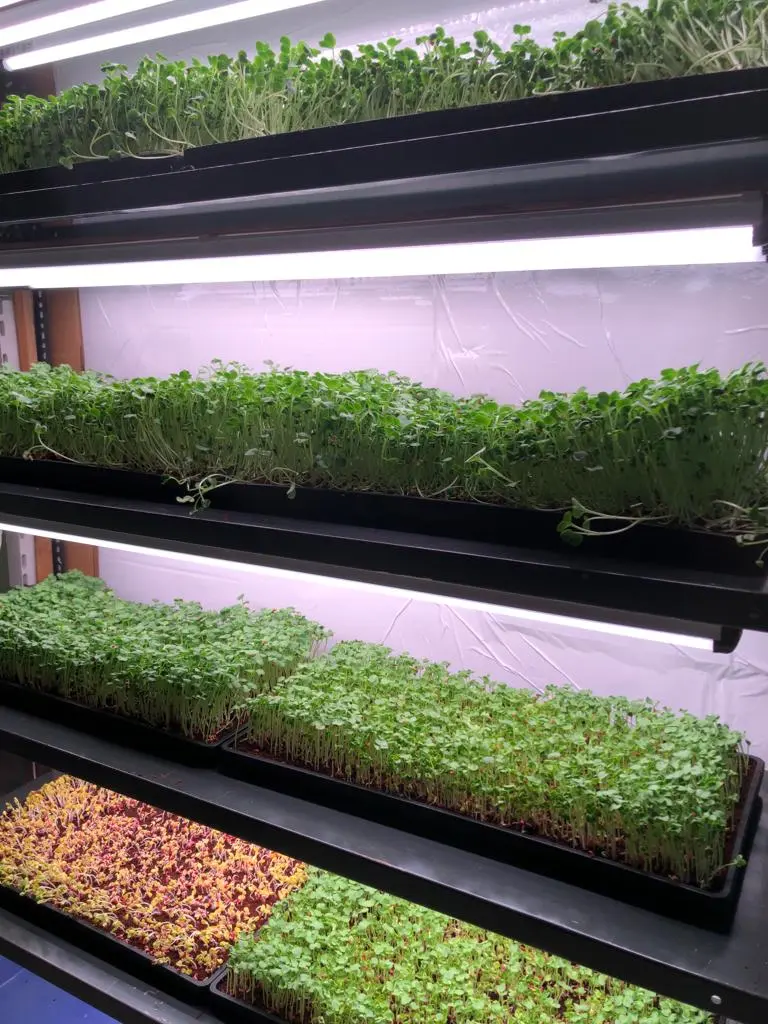 4ft-microgreens