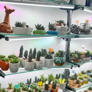 Ornamental Plants (Rack)