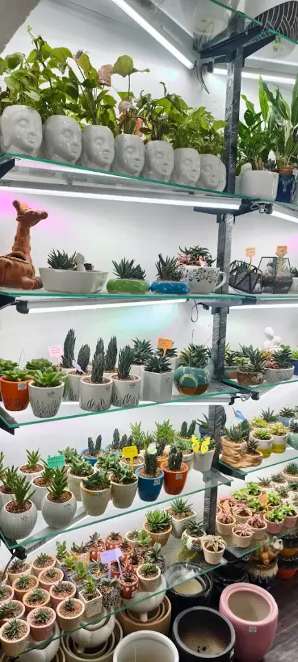 Ornamental Plants (Rack)