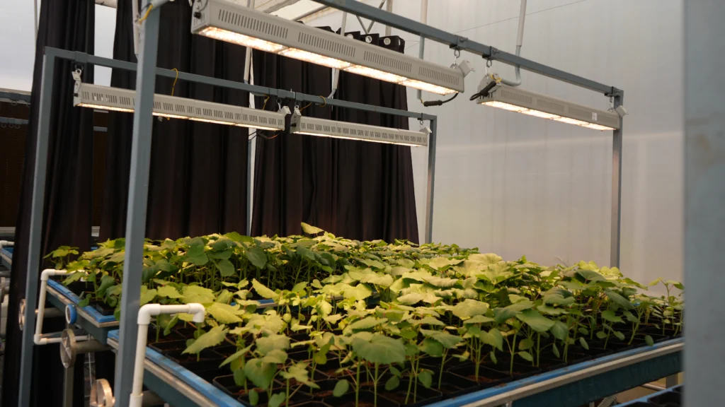 Indoor Gardening