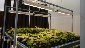 About LED Grow Lights for Speed Breeding and Rapid Plant Generation