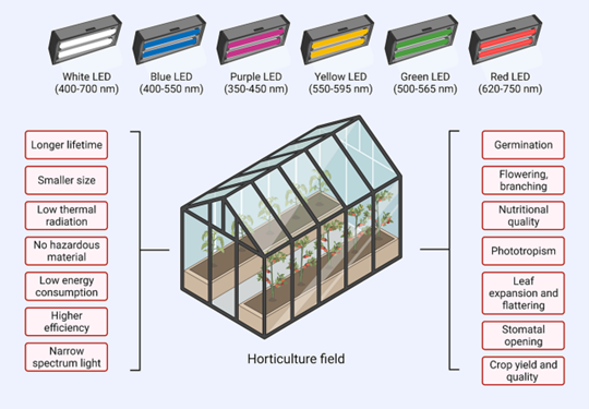 About LED Grow Lights for Speed Breeding and Rapid Plant Generation