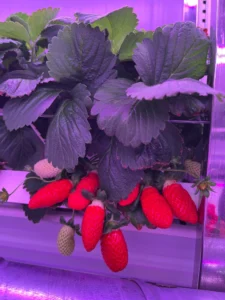 Horticultural Science 90 Ultimate Guide to Indoor Strawberry Lighting: Everything You Need to Know 🍓💡