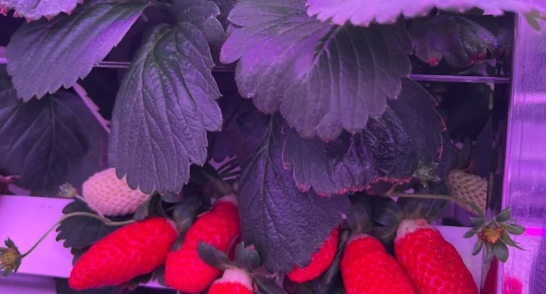 Ultimate Guide to Indoor Strawberry Lighting: Everything You Need to Know 🍓💡