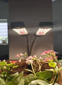 Plant Grow Lights for Table Top Plants