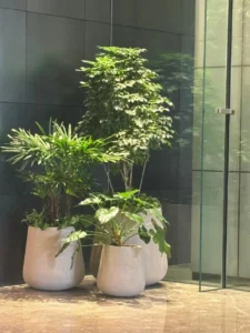 Horticultural Science 89 Artificial Light for Interior Plantscapes: A Complete Guide