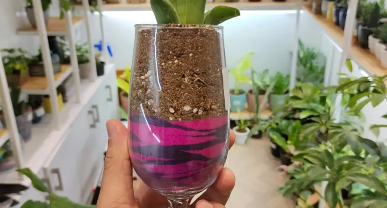 Nursery Grow Lights for Stock Plants