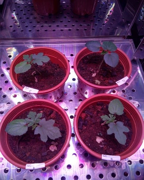 Okra Speed ​ Breeding​