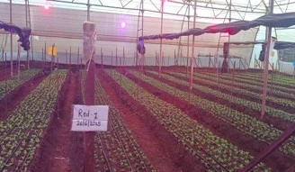 Chrysanthemum Trails 