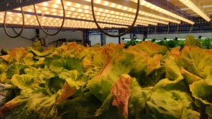 Horticultural Science 78 Horticultural Science